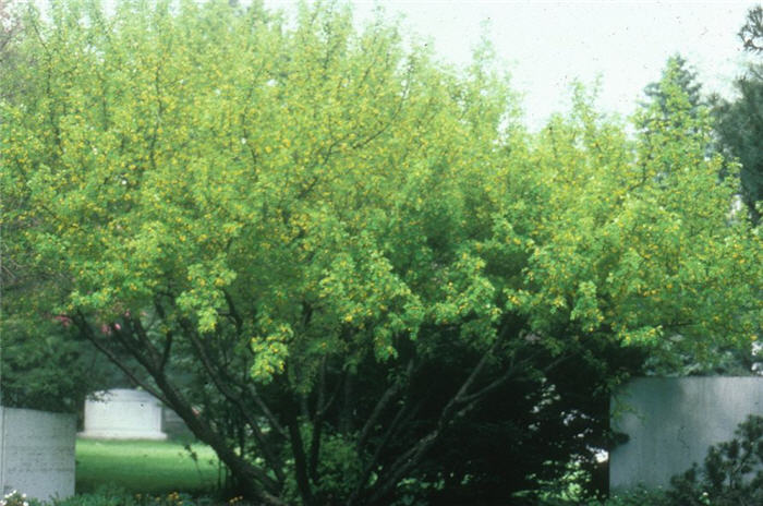 Plant photo of: Caragana arborescens