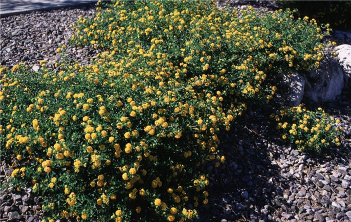 Plant photo of: Lantana montevidensis 'New Gold'