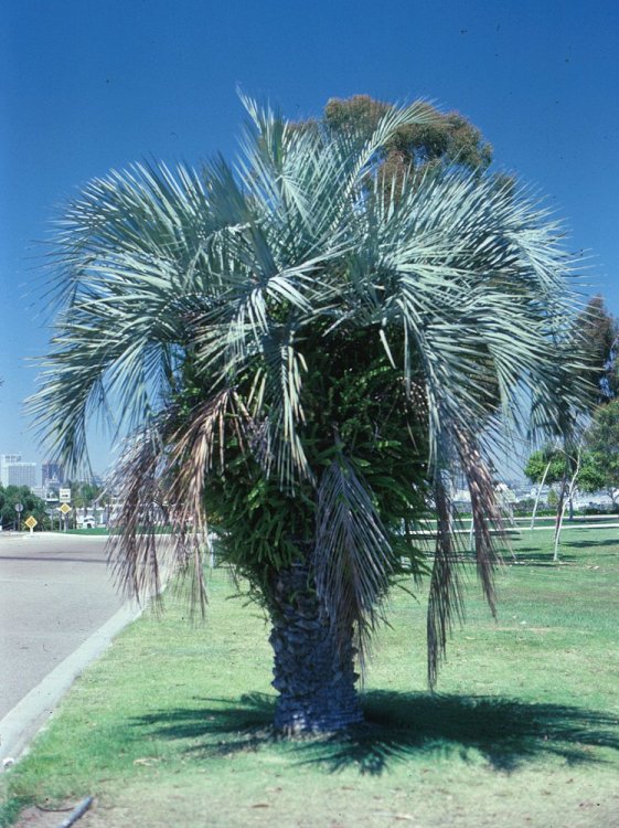 Plant photo of: Erythea armata