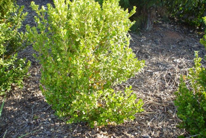 Plant photo of: Buxus japonica