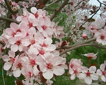 Krauter Vasuvius Flowering Plum