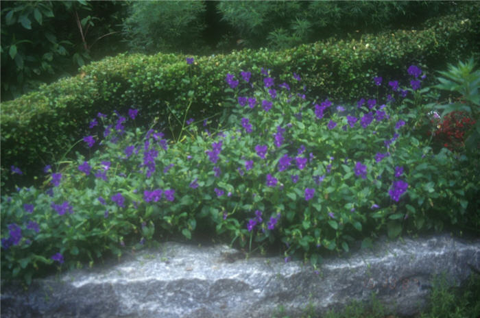 Plant photo of: Viola cornuta 'Purple Showers'