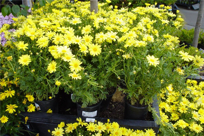 Chrysanthemum fru.'Dwarf Yellow'