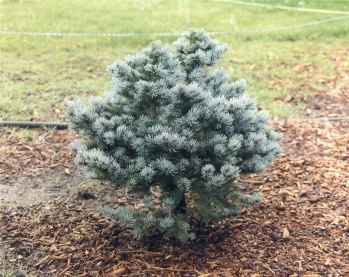 Plant photo of: Picea pungens 'Glauca Globosa'