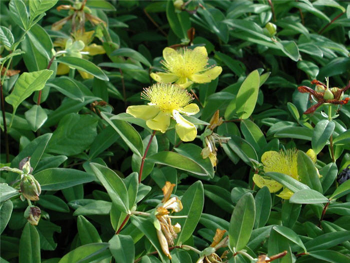 Plant photo of: Hypericum calycinum