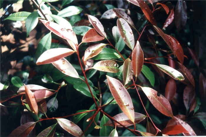 Plant photo of: Photinia X fraseri