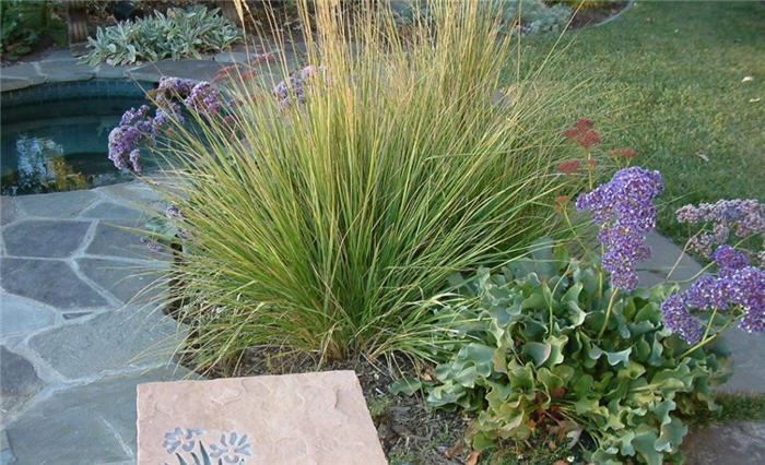 Variegated Reed Grass
