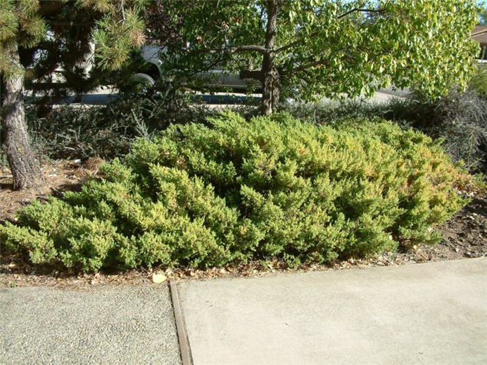 Plant photo of: Juniperus chinensis
