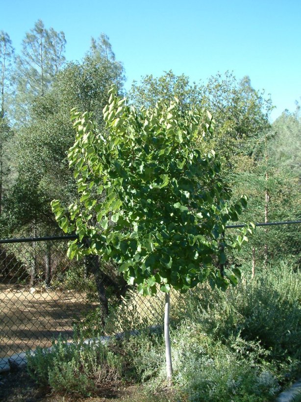 Plant photo of: Cercis reniformis 'Oklahoma'