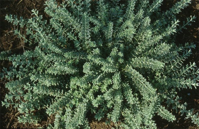 Plant photo of: Dorycnium hirsutum