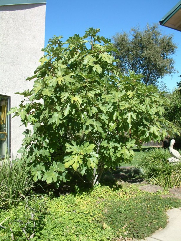 Plant photo of: Ficus carica 'Black Mission'