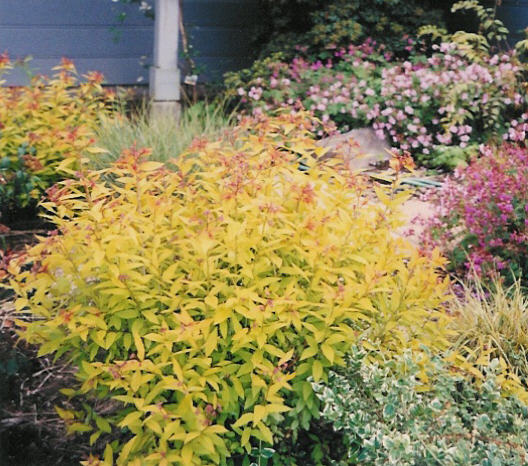 Spiraea japonica 'Gold Flame'