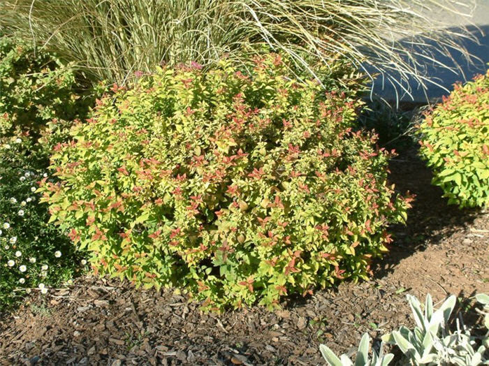 Plant photo of: Spiraea japonica 'Gold Flame'