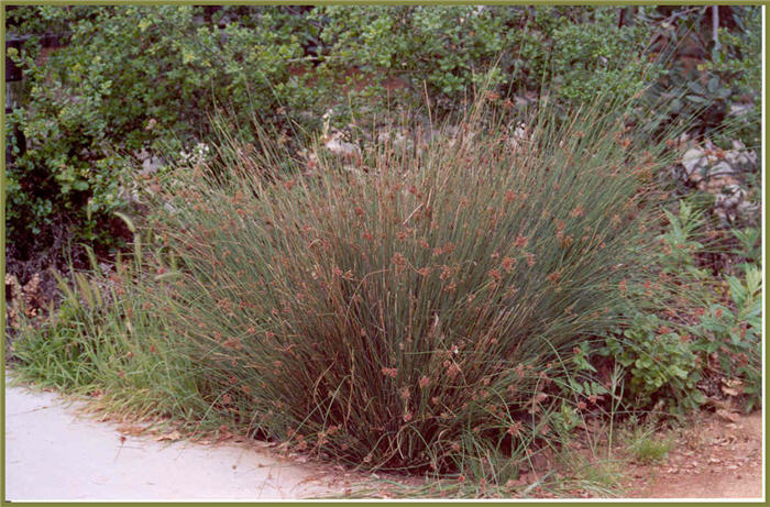 Plant photo of: Juncus patens