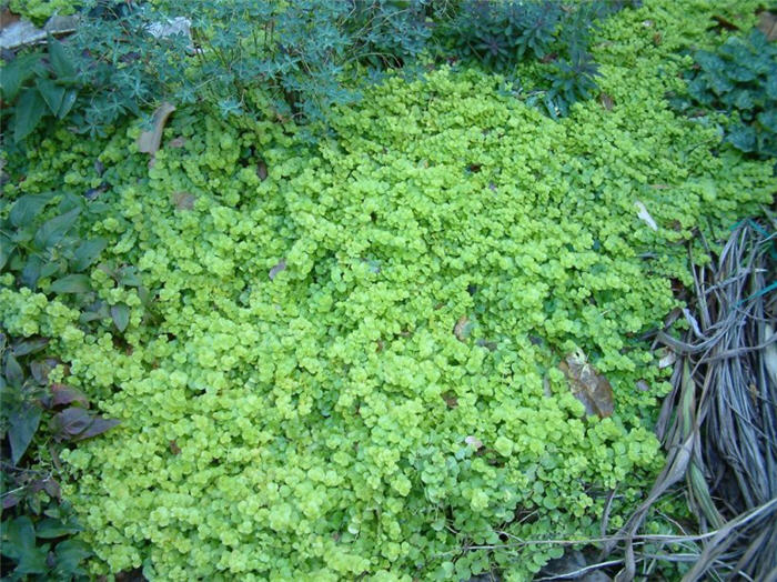 Plant photo of: Lysimachia nummularia 'Aurea'