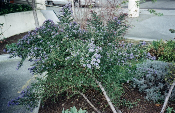 California Lilac