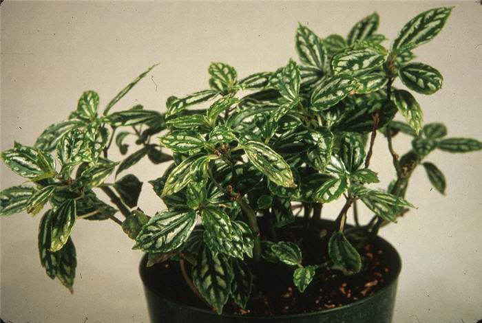 Plant photo of: Pilea cadierei