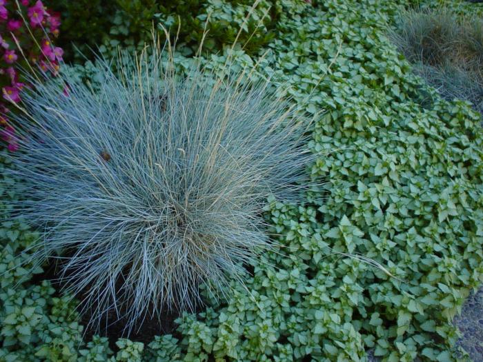 Plant photo of: Festuca 'Beyond Blue'