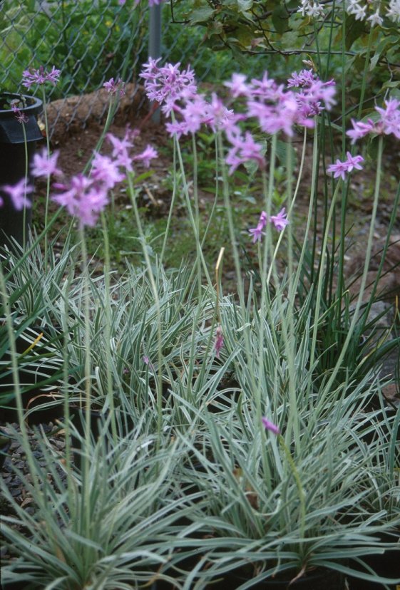 Plant photo of: Tulbaghia violacea 'Silver Lace'