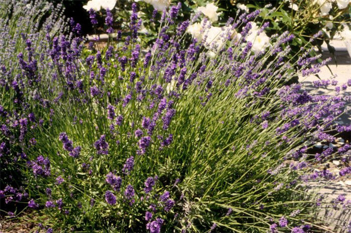 Munstead Lavender