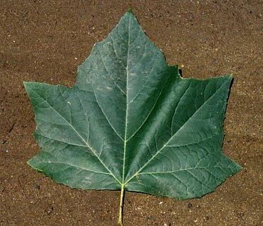 Plant photo of: Platanus acerifolia 'Bloodgood'
