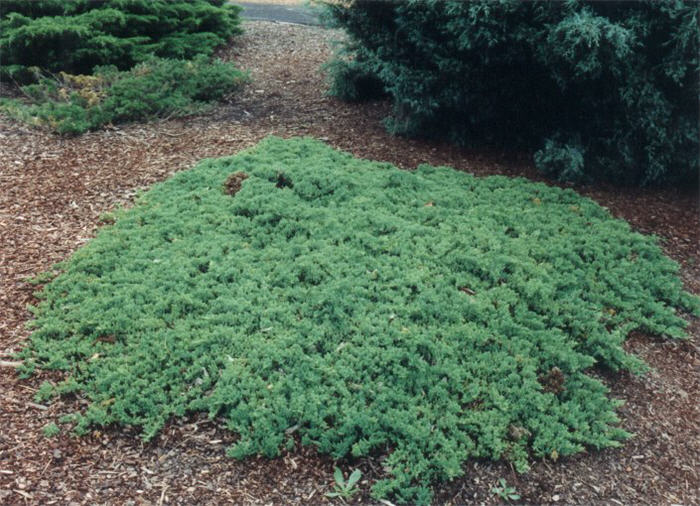 Juniperus chinensis 'Procumbens'