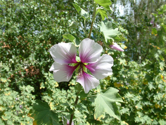 Plant photo of: Lavatara bicolor