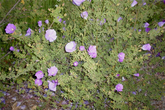 Plant photo of: Alyogyne huegelli Purple Delight