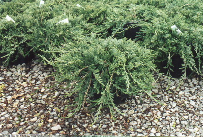 Juniperus hor. 'Wiltonii'