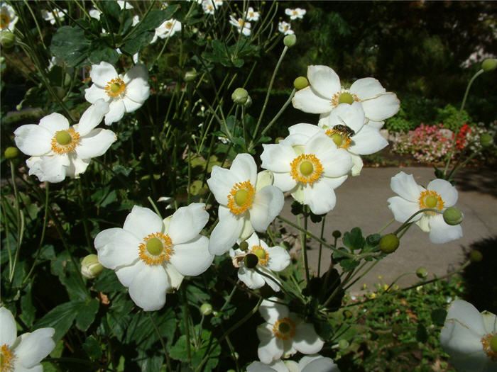 Plant photo of: Anemone japonica