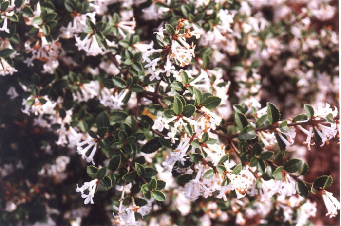 Plant photo of: Osmanthus delavayi