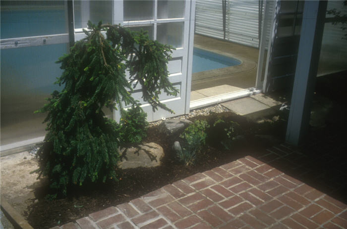 Plant photo of: Picea abies 'Pendula'