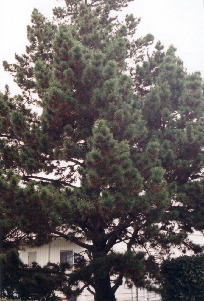 Plant photo of: Pinus radiata