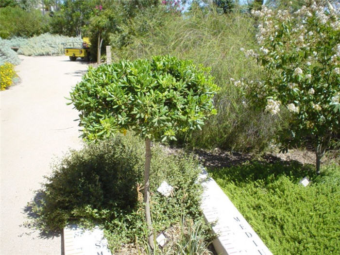 Plant photo of: Pittosporum tobira