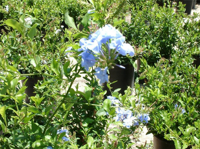 Plant photo of: Plumbago auriculata