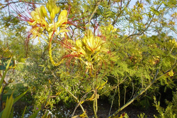Plant photo of: Poinciana gilliesii