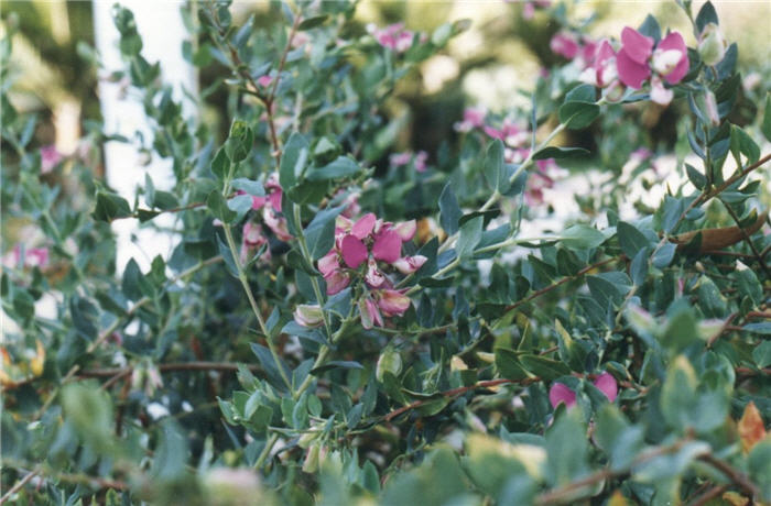 Plant photo of: Polygala dalmaisiana