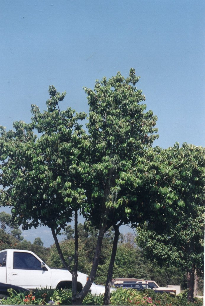 Plant photo of: Prunus lyonii