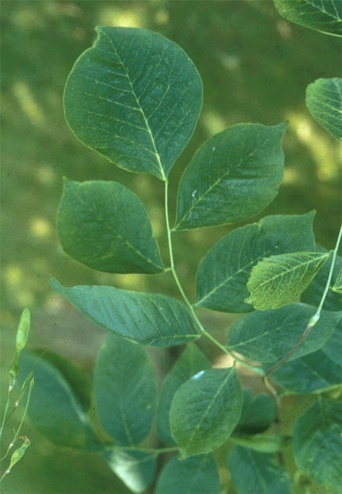 Plant photo of: Cladrastis lutea