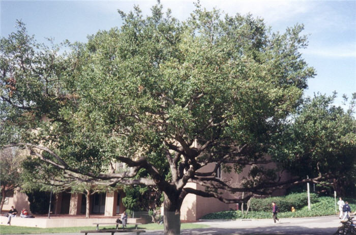 Quercus agrifolia