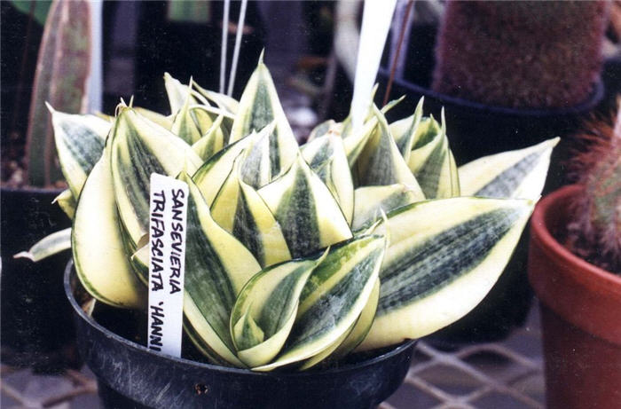 Plant photo of: Sansevieria trifasciata