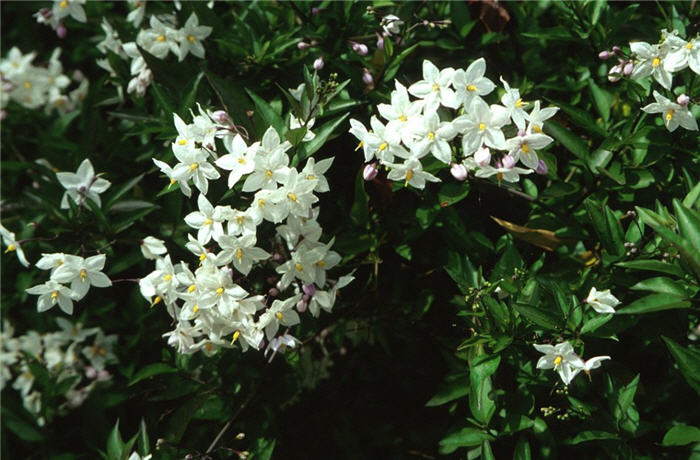 Plant photo of: Solanum jasminoides