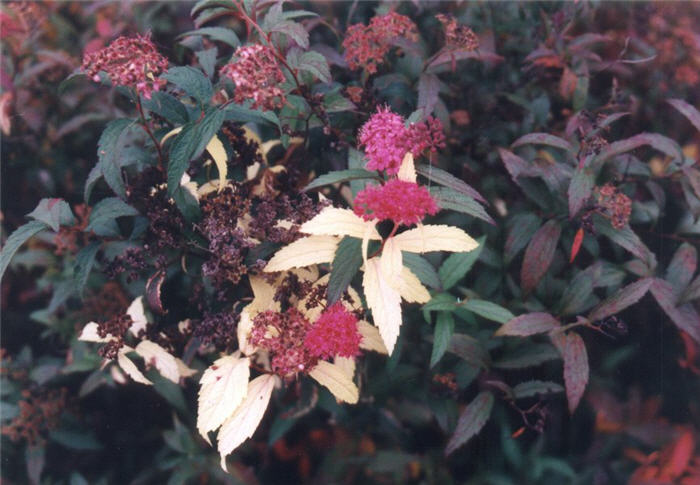 Plant photo of: Spiraea japonica  'Anthony Waterer'