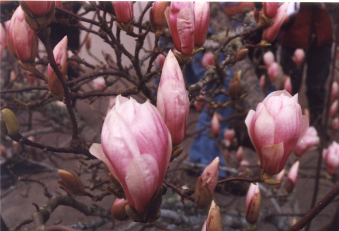 Plant photo of: Magnolia soulangiana