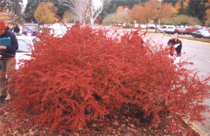 Red Leaf Japanese Barberry