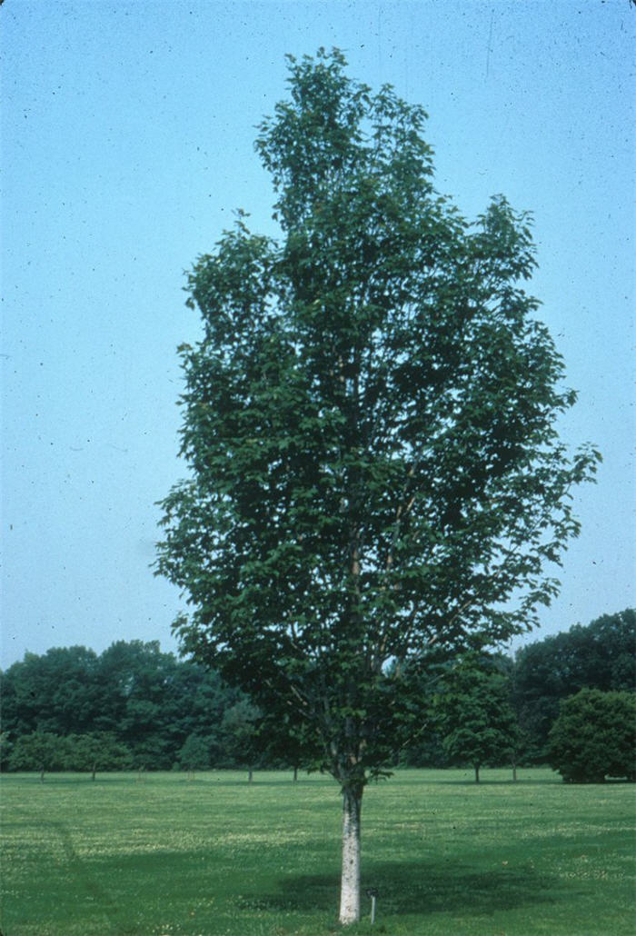 Plant photo of: Acer rubrum 'Scanlon'