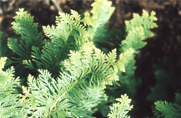 Plant photo of: Thuja occidentalis
