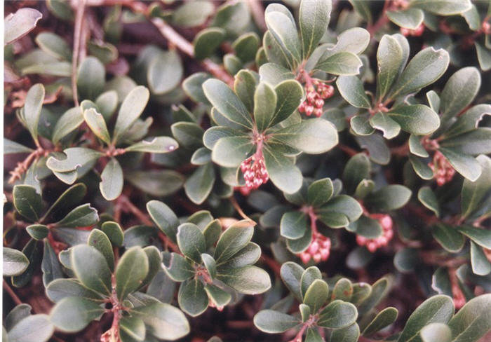 Plant photo of: Arctostaphylos uva-ursi
