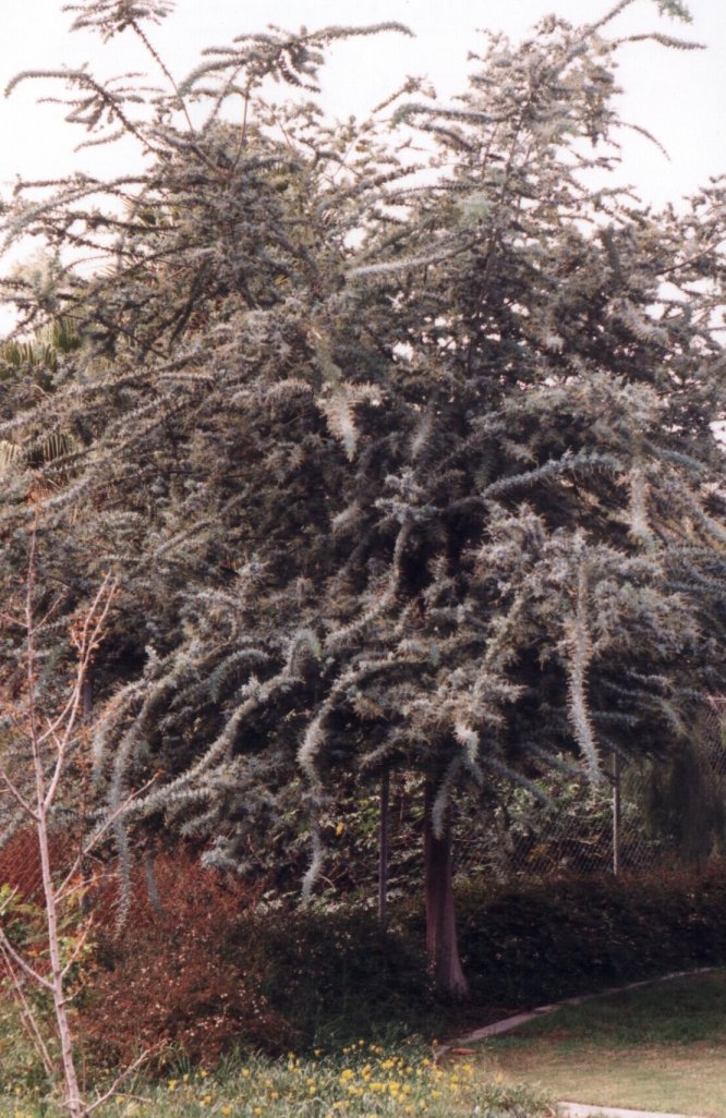 Plant photo of: Acacia baileyana 'Purpurea'