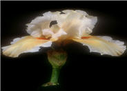 Coral Beauty Bearded Iris